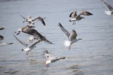 Görüntü, Silver Gulls 'un Hel limanının kıyısında havada süzüldüğünü ve sakin ve deniz atmosferi yarattığını gösteriyor..