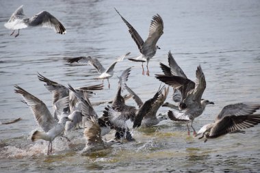 Görüntü, Silver Gulls 'un Hel limanının kıyısında havada süzüldüğünü ve sakin ve deniz atmosferi yarattığını gösteriyor..