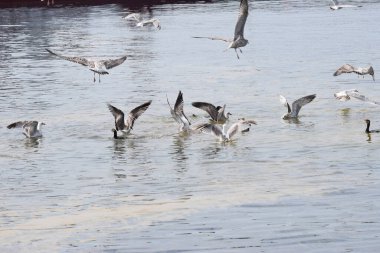 Görüntü, Silver Gulls 'un Hel limanının kıyısında havada süzüldüğünü ve sakin ve deniz atmosferi yarattığını gösteriyor..
