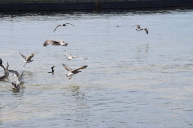 Görüntü, Silver Gulls 'un Hel limanının kıyısında havada süzüldüğünü ve sakin ve deniz atmosferi yarattığını gösteriyor..