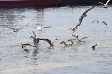 Görüntü, Silver Gulls 'un Hel limanının kıyısında havada süzüldüğünü ve sakin ve deniz atmosferi yarattığını gösteriyor..