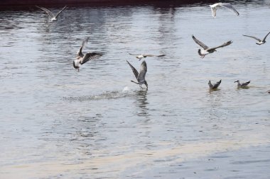 Görüntü, Silver Gulls 'un Hel limanının kıyısında havada süzüldüğünü ve sakin ve deniz atmosferi yarattığını gösteriyor..