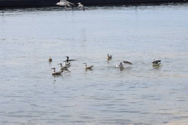 Görüntü, Silver Gulls 'un Hel limanının kıyısında havada süzüldüğünü ve sakin ve deniz atmosferi yarattığını gösteriyor..