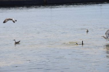 Görüntü, Silver Gulls 'un Hel limanının kıyısında havada süzüldüğünü ve sakin ve deniz atmosferi yarattığını gösteriyor..