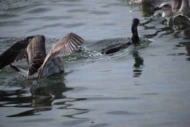 Bir karabatak dalgıcına yakın çekim ve bir balıkla yüzeye çıkarken iki Gümüş Martı onun denizdeki avını çalmaya çalışıyor..