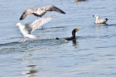 Bir karabatak dalgıcına yakın çekim ve bir balıkla yüzeye çıkarken iki Gümüş Martı onun denizdeki avını çalmaya çalışıyor..