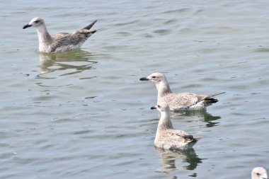 Sakin deniz suyunda yüzen birkaç Gümüş Martı 'nın yakın çekimi barışçıl ve doğal bir atmosfer yaratıyor..