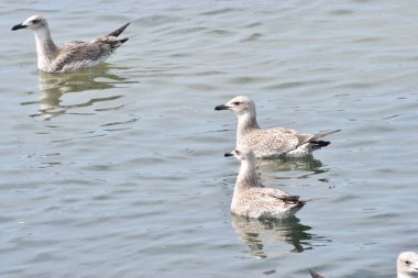 Sakin deniz suyunda yüzen birkaç Gümüş Martı 'nın yakın çekimi barışçıl ve doğal bir atmosfer yaratıyor..
