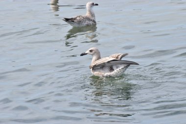 Sakin deniz suyunda yüzen birkaç Gümüş Martı 'nın yakın çekimi barışçıl ve doğal bir atmosfer yaratıyor..