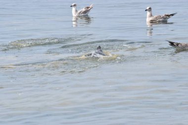 Sakin deniz suyunda yüzen birkaç Gümüş Martı 'nın yakın çekimi barışçıl ve doğal bir atmosfer yaratıyor..
