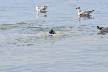 Sakin deniz suyunda yüzen birkaç Gümüş Martı 'nın yakın çekimi barışçıl ve doğal bir atmosfer yaratıyor..