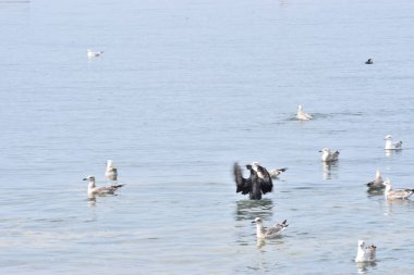 Birkaç martı, kalkışa hazırlanan bir karabatağın yakınında sakince denizde yüzer. Doğal kuşlarla huzurlu deniz manzarası.