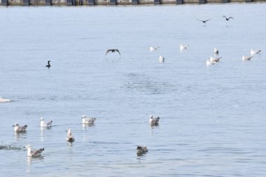 Birkaç martı sakince denizin yüzeyinde yüzerek barışçıl bir atmosfer ve doğal deniz manzarası yaratıyor..