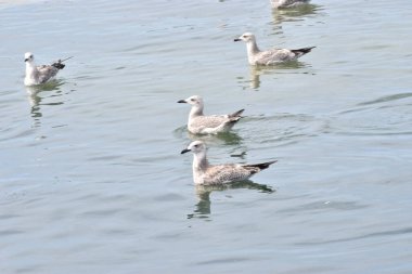 Birkaç martı sakince denizin yüzeyinde yüzerek barışçıl bir atmosfer ve doğal deniz manzarası yaratıyor..