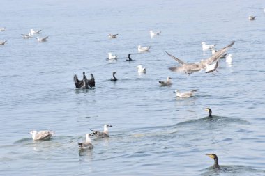 Birkaç martı sakince denizin yüzeyinde yüzerek barışçıl bir atmosfer ve doğal deniz manzarası yaratıyor..