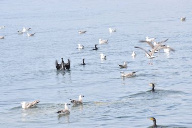 Birkaç martı sakince denizin yüzeyinde yüzerek barışçıl bir atmosfer ve doğal deniz manzarası yaratıyor..