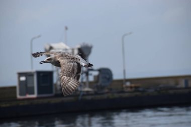 Fotoğraf bulutlu bir gökyüzüne doğru uçan gümüş martıyı gösteriyor. Uçuş sahnesinde doğal kuş