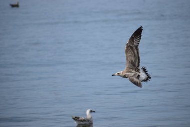 Gümüş bir martı deniz yüzeyinin üzerinde süzülür, kanatlar açılır, dinamik hareketi yakalar sakin okyanus suyunun üzerinde..