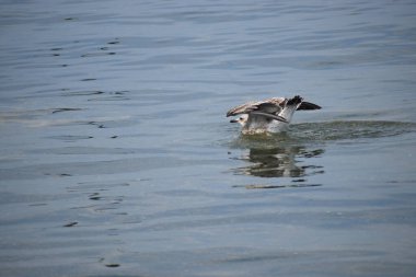 Denizde sakince yüzen gümüş martının yakın çekimi doğal bir deniz ortamında huzurlu bir atmosfer yaratıyor..