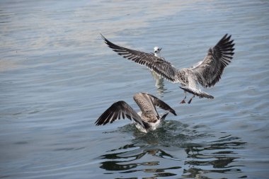 Görüntü uçarken iki gümüş martı gösteriyor. Kuşlardan biri suya dalarken diğerinin kanatları açık bir şekilde havada kalmasını sağlar..