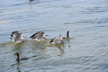 Bir karabatak dalgıcına yakın çekim ve bir balıkla yüzeye çıkarken iki Gümüş Martı onun denizdeki avını çalmaya çalışıyor..