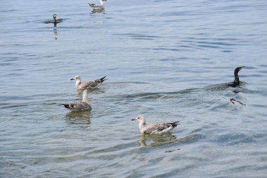 Üç gümüş martı ve iki karabatak su yüzeyinde sakince yüzüyor. Kuşlar doğal olarak deniz ortamında etkileşime geçerek huzurlu bir sahil manzarası yaratıyorlar..