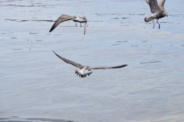 Gümüş bir martı deniz yüzeyinin üzerinde süzülür, kanatlar açılır, dinamik hareketi yakalar sakin okyanus suyunun üzerinde..