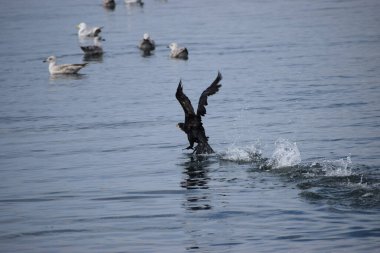 Siyah bir karabatak deniz yüzeyinden havalanıyor ve sıçramalar yaratıyor. Bulanık arka planda, birkaç gümüş martı suda huzur içinde yüzer..
