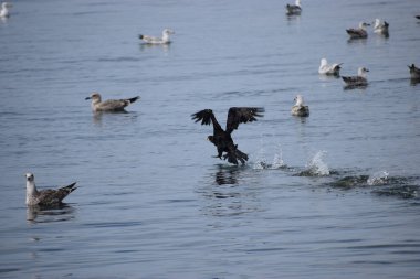 Siyah bir karabatak deniz yüzeyinden havalanıyor ve sıçramalar yaratıyor. Bulanık arka planda, birkaç gümüş martı suda huzur içinde yüzer..