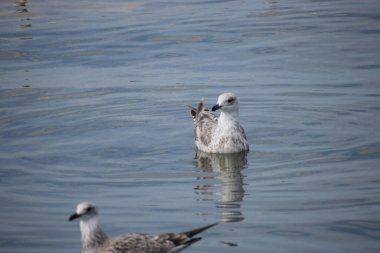 Açık deniz suyunda sakince yüzen martı balığının yakın çekimi. Vahşi yaşam ve kıyı kuşlarıyla doğal deniz manzarası.