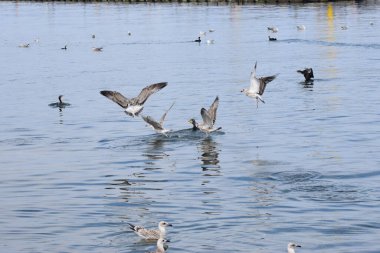 Birkaç martı, sudan çıkan karabataklara balıklarla saldırır. Kuşlar ve su sıçratan dinamik deniz sahnesi.