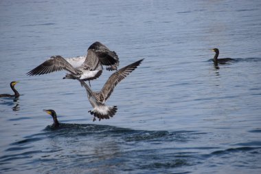 Bir karabatak dalgıcına yakın çekim ve bir balıkla yüzeye çıkarken iki Gümüş Martı onun denizdeki avını çalmaya çalışıyor..