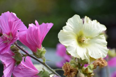 Fotoğrafta, bahçede yetişen pembe gülgülhatmi çiçekleri de gösteriliyor ve canlı bir çiçek sahnesi oluşturuyor.