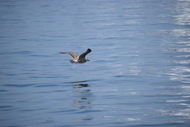 Gümüş bir martı deniz yüzeyinin üzerinde süzülür, kanatlar açılır, dinamik hareketi yakalar sakin okyanus suyunun üzerinde..