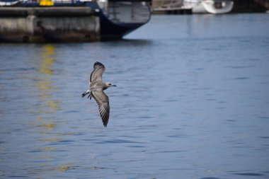 Gümüş bir martı deniz yüzeyinin üzerinde süzülür, kanatlar açılır, dinamik hareketi yakalar sakin okyanus suyunun üzerinde..