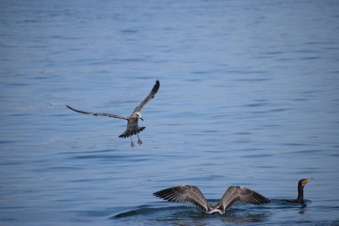 Gümüş bir martı deniz yüzeyinin üzerinde süzülür, kanatlar açılır, dinamik hareketi yakalar sakin okyanus suyunun üzerinde..