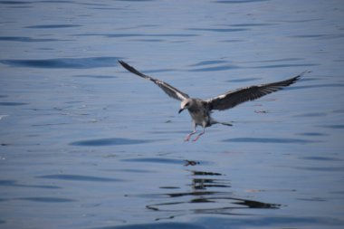 Gümüş bir martı deniz yüzeyinin üzerinde süzülür, kanatlar açılır, dinamik hareketi yakalar sakin okyanus suyunun üzerinde..