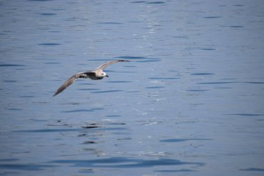 Gümüş bir martı deniz yüzeyinin üzerinde süzülür, kanatlar açılır, dinamik hareketi yakalar sakin okyanus suyunun üzerinde..