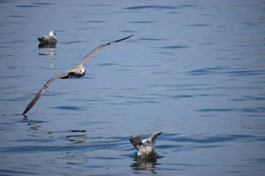 Gümüş bir martı deniz yüzeyinin üzerinde süzülür, kanatlar açılır, dinamik hareketi yakalar sakin okyanus suyunun üzerinde..