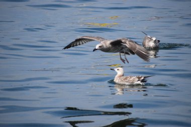 Gümüş bir martı deniz yüzeyinin üzerinde süzülür, kanatlar açılır, dinamik hareketi yakalar sakin okyanus suyunun üzerinde..