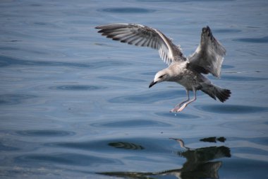 Gümüş bir martı deniz yüzeyinin üzerinde süzülür, kanatlar açılır, dinamik hareketi yakalar sakin okyanus suyunun üzerinde..
