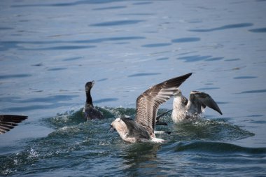 Bir karabatak dalgıcına yakın çekim ve bir balıkla yüzeye çıkarken iki Gümüş Martı onun denizdeki avını çalmaya çalışıyor..