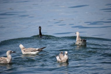 Dört martı denizde karabatak yapan bir karabatağa saldırıyor, balığını çalmaya çalışıyorlar. Deniz kuşu etkileşiminin dinamik yakın çekimi.