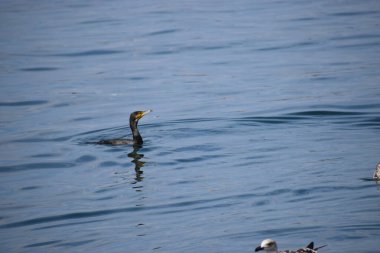 Büyük bir karabatak sakince denizde yüzer. Tüylü detaylar ve doğal deniz ortamını gösterir..