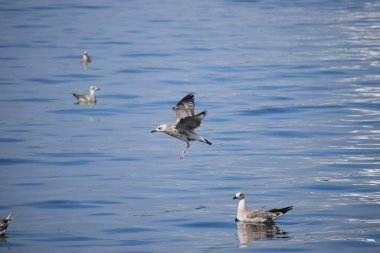 Gümüş bir martı deniz yüzeyinin üzerinde süzülür, kanatlar açılır, dinamik hareketi yakalar sakin okyanus suyunun üzerinde..
