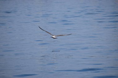 Gümüş bir martı deniz yüzeyinin üzerinde süzülür, kanatlar açılır, dinamik hareketi yakalar sakin okyanus suyunun üzerinde..