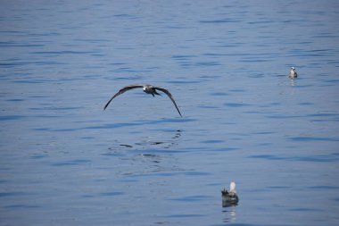 Gümüş bir martı deniz yüzeyinin üzerinde süzülür, kanatlar açılır, dinamik hareketi yakalar sakin okyanus suyunun üzerinde..