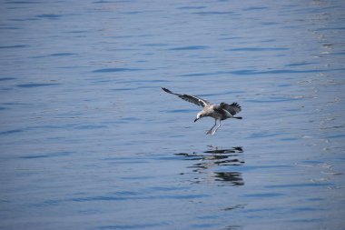 Gümüş bir martı deniz yüzeyinin üzerinde süzülür, kanatlar açılır, dinamik hareketi yakalar sakin okyanus suyunun üzerinde..