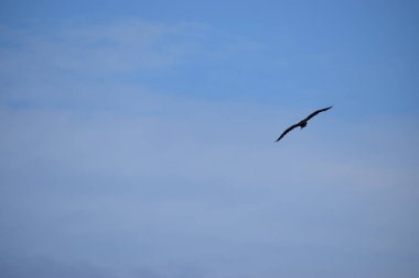 Fotoğraf bulutlu bir gökyüzüne doğru uçan gümüş martıyı gösteriyor. Uçuş sahnesinde doğal kuş
