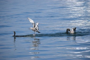 Bir karabatak dalgıcına yakın çekim ve bir balıkla yüzeye çıkarken iki Gümüş Martı onun denizdeki avını çalmaya çalışıyor..